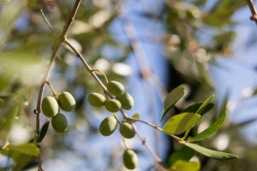 Historisches Bauernhaus mit Pool - foto 22