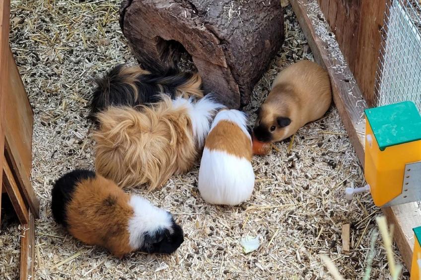 Chalet Staufenhof - foto 17