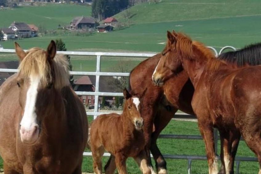 Burehof Waltrigen - foto 9