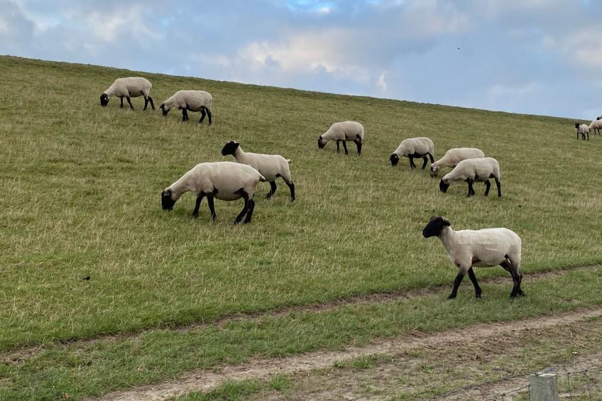 Haus Hanni - foto 38