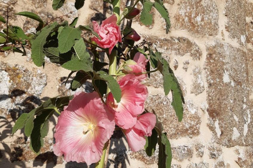 Finca "Motje" mit Aussicht - foto 18