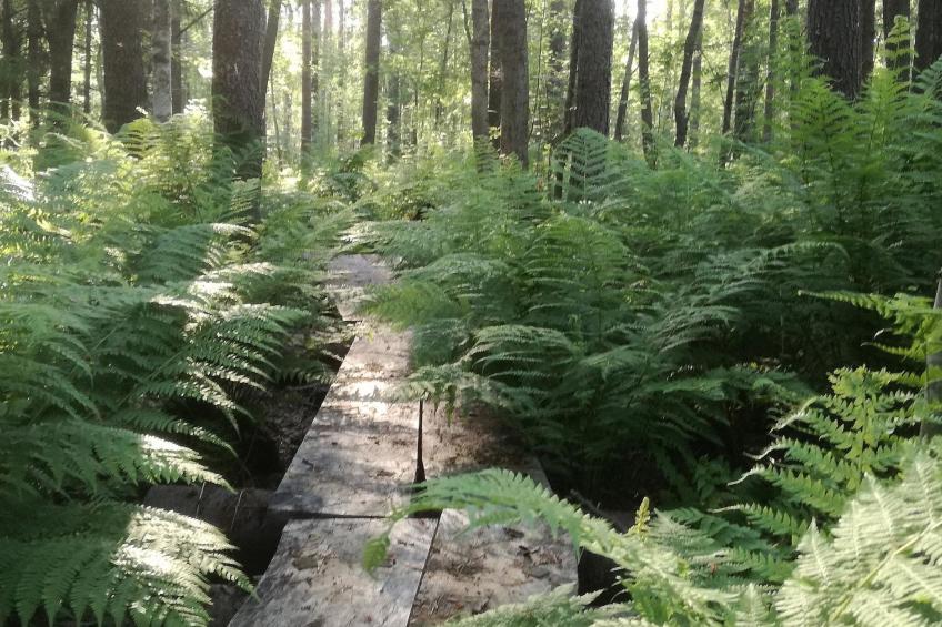 Rääkkylä, villa raita - foto 24