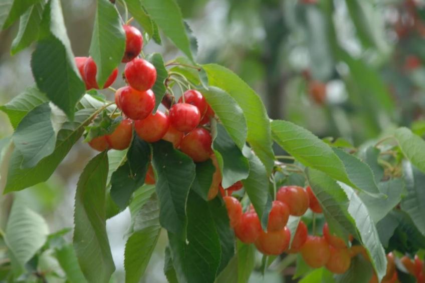 Unabhaengige Wohnung in Amelia mit Grill und Gar - foto 18