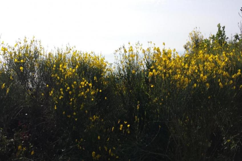 Nidino del Gufo - foto 24