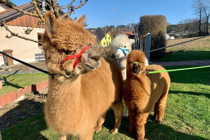 Zillendorf 2 - foto 17