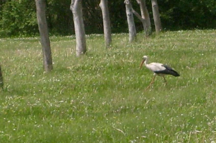 in Puska mit Offenem Kamin - foto 30
