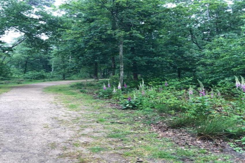 Bungalowpark Hoenderloo - foto 36