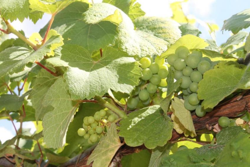 Magnifique Appartement Alsacien - foto 27