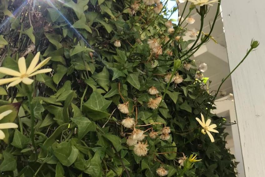 Strandhauswohnung mit Wasserblick - foto 4