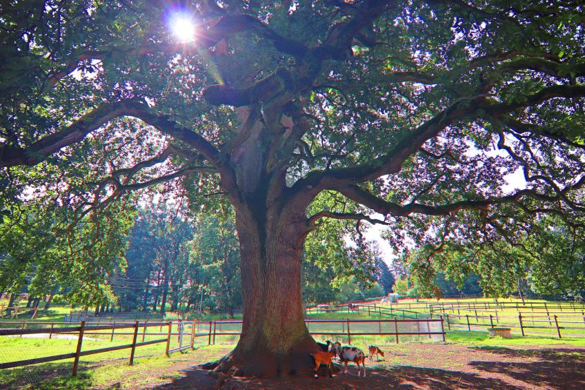 Haus Oliver 200 qm / 1-4 Personen - foto 24