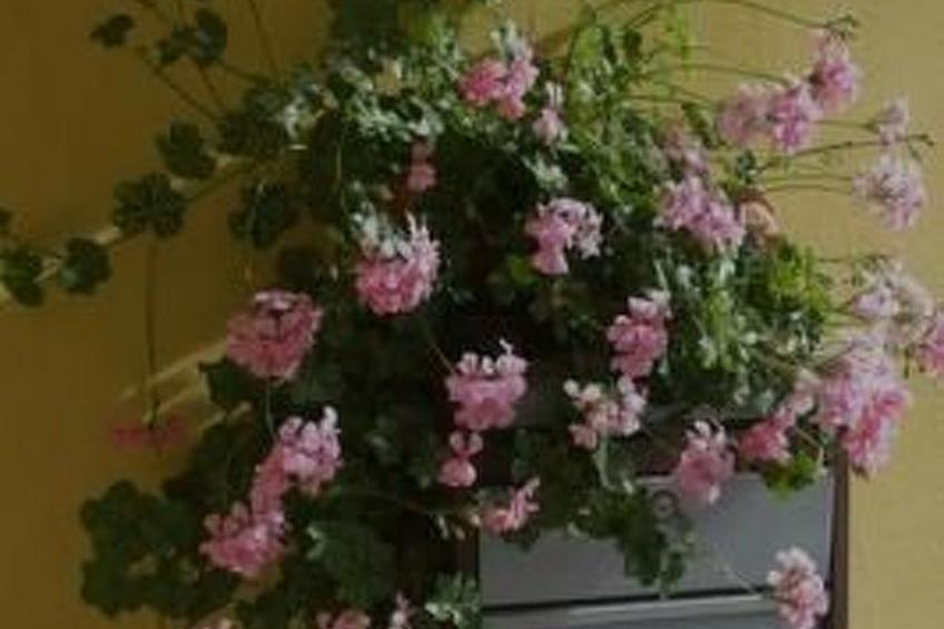 Ers Curtins - foto 12