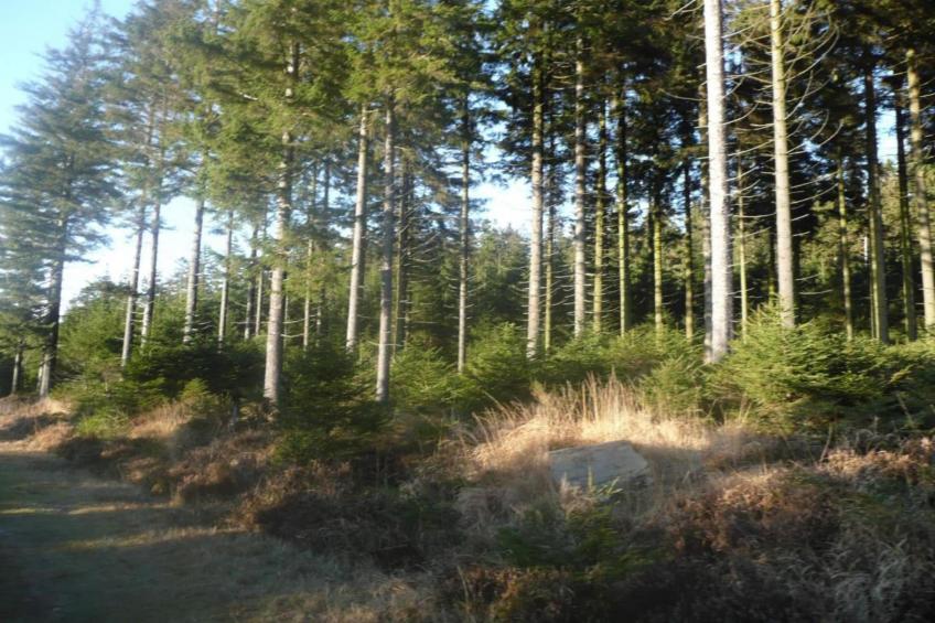 Le Refuge du Poète - foto 26