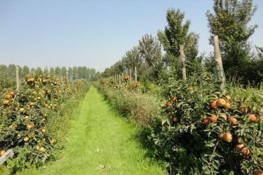 Wohnung met terras - foto 28