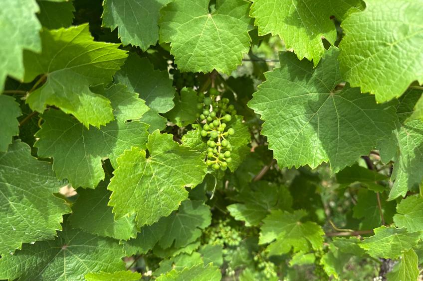 Hermes-Lex Weingut - foto 24