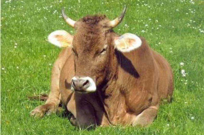 Bauernhof ufem Berg - foto 12