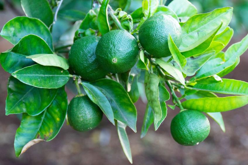 Typisch kanarische Finca Elena mit eigenem Pool - foto 36