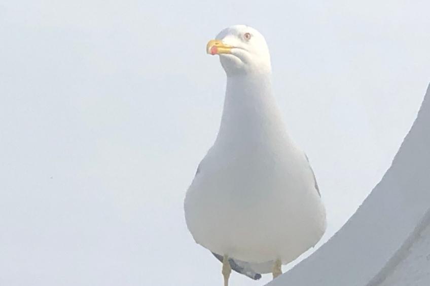 Zentrales Ferienhaus mit bezauberndem Meerblick - foto 31