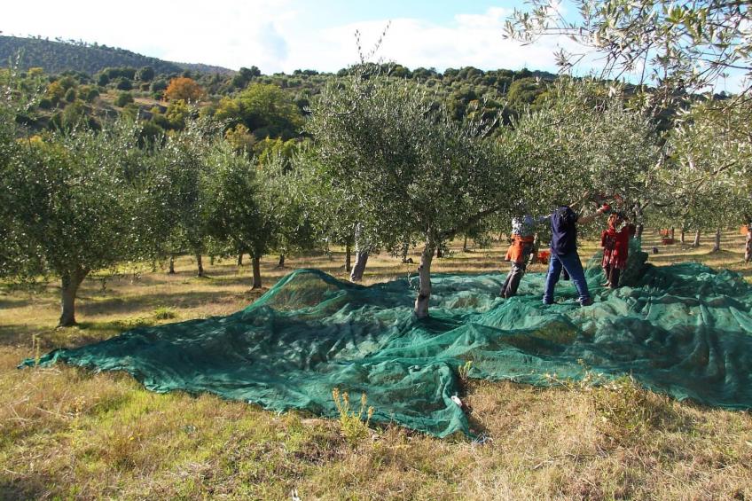 Wohnung Sonnenaufgang in Monte Vibiano Vecchio - foto 17