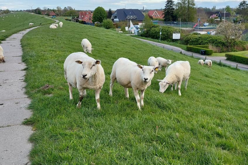 Oberdeck - foto 23