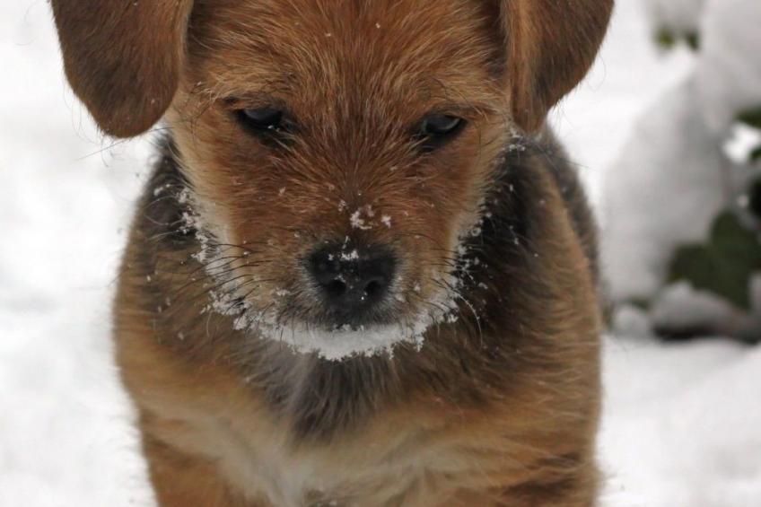 Fachwerkhaus "gitealienor perigord" - foto 13