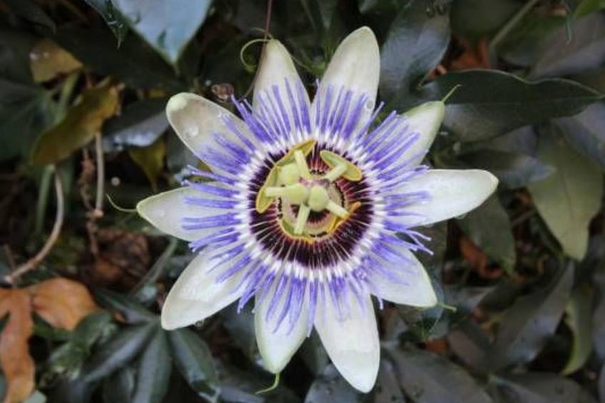 für 4 Personen ca. 45 m² in Budva, Adriaküste Montenegro (Küste um Budva) - foto 43