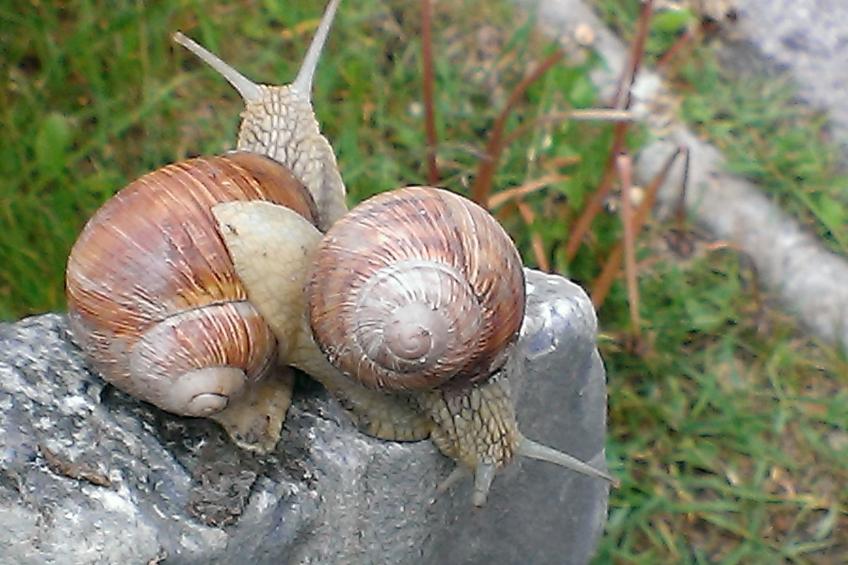 Tschlin Chasa La Resgia, (Tschlin) - foto 16