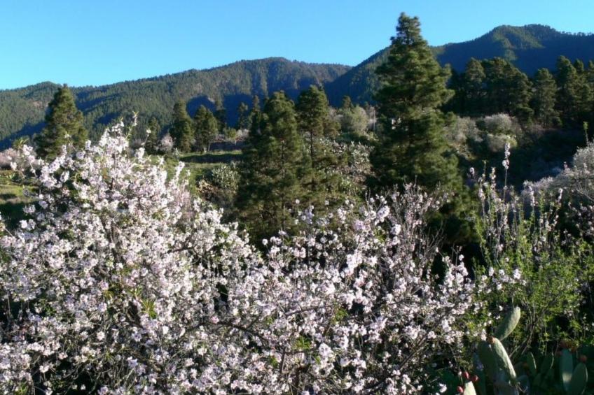 Nettes Ferienhaus in Tijarafe mit Privatem Pool und Panoramablick - foto 49