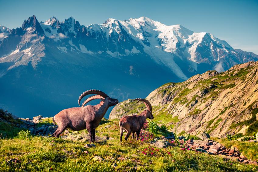 Le Chalet au Tour ski in/ski out - foto 27