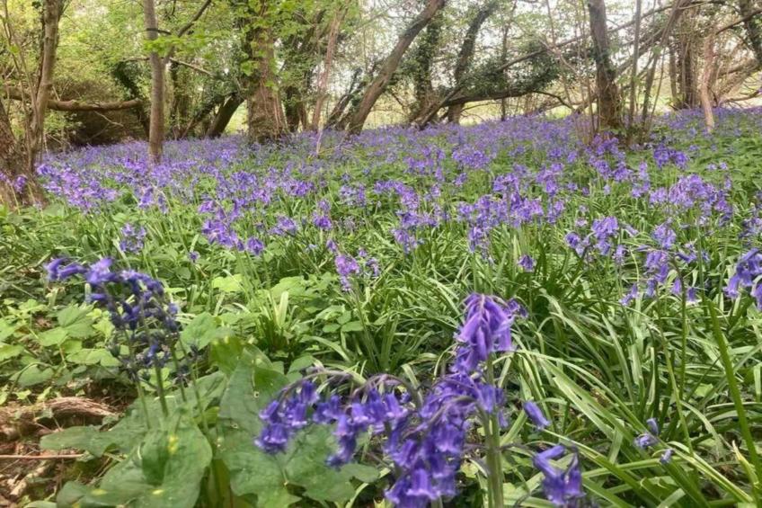 South Downs Lodge - foto 21