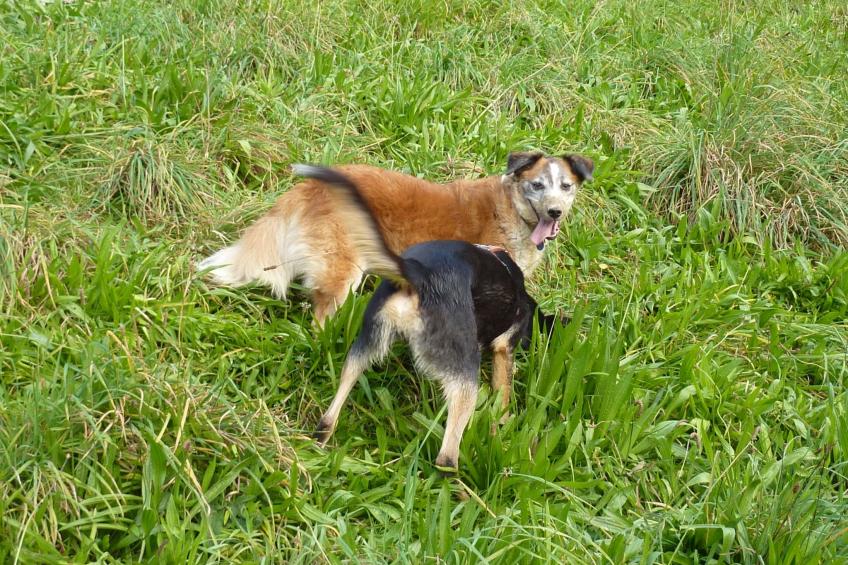 Holz-Blockhaus für vier Personen mit Terrasse - foto 18