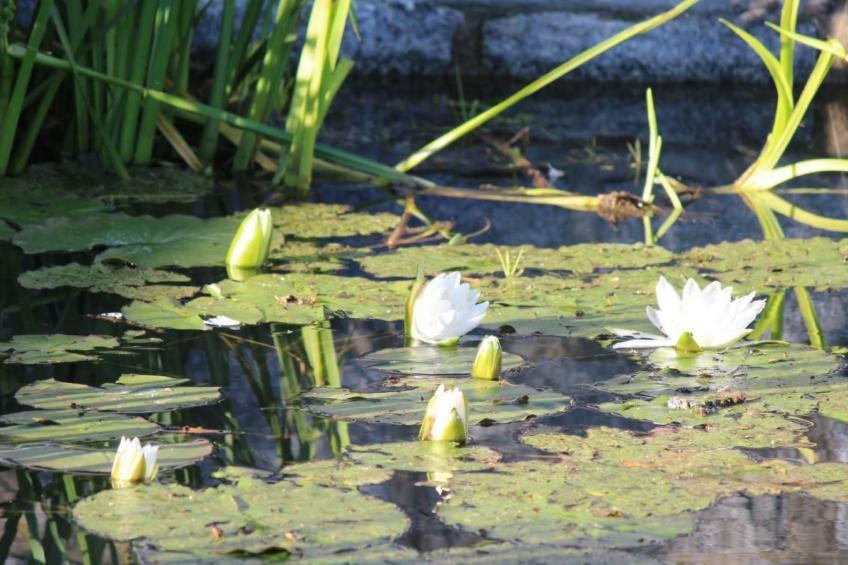 Jägerhaus - foto 34