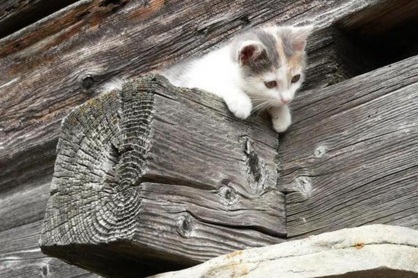 Chalet Angelika - foto 31