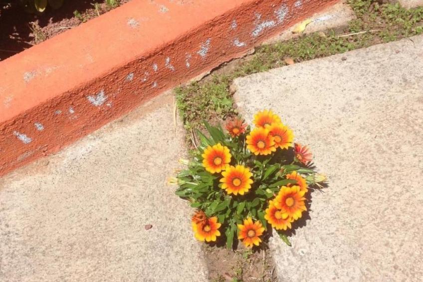 Finca Los Vinedos - foto 31