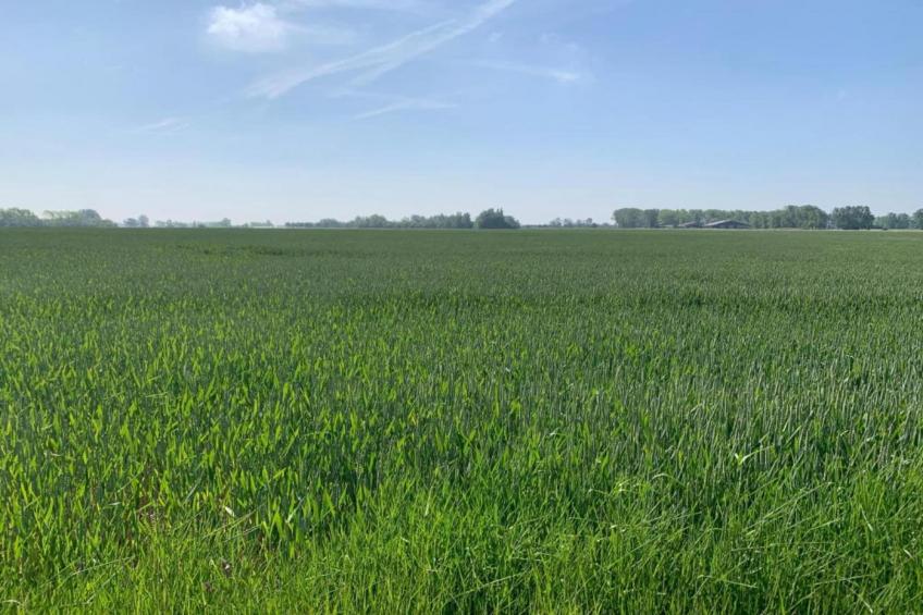 THE GREEN 0001PK - foto 24