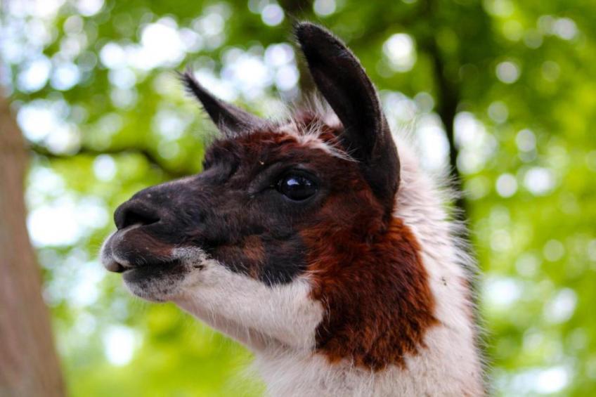 Residence de Eese - foto 25