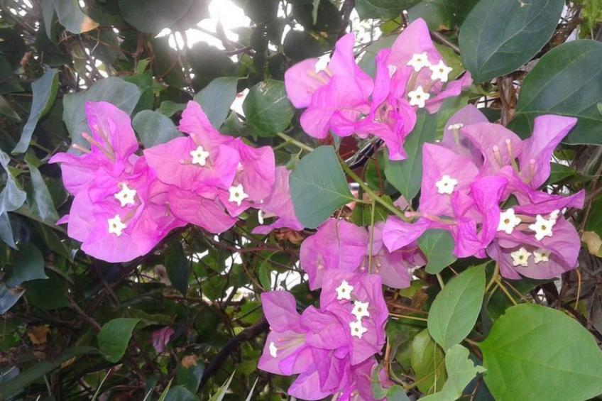 Wohnung in Cas Grandi mit Schönem gemeinsamem Pool - foto 22