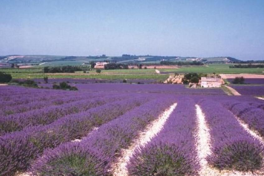 Provençal Privates Schwimmbad, Haustiere willkommen - foto 16