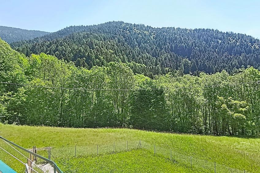 Festér - foto 31