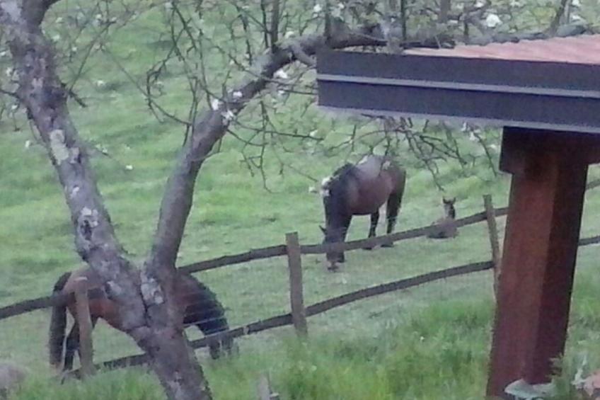 Natur und Entspannung, Villa im Park - foto 8