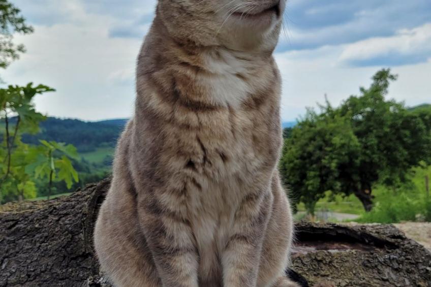 Chalet Staufenhof - foto 28