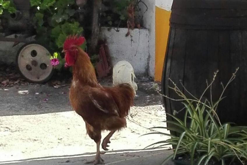 Haus in einem Bauernhof zwischen Weinbergen 2 - foto 19