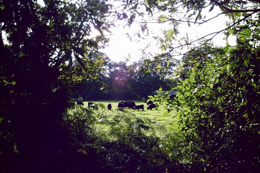 Biobauernhof - foto 37