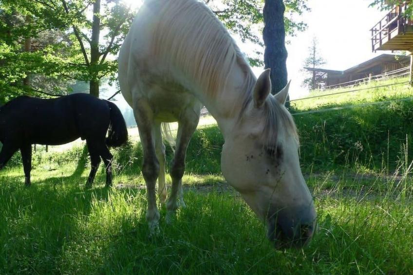 in Walscheid mit Terrasse, Grill - foto 40