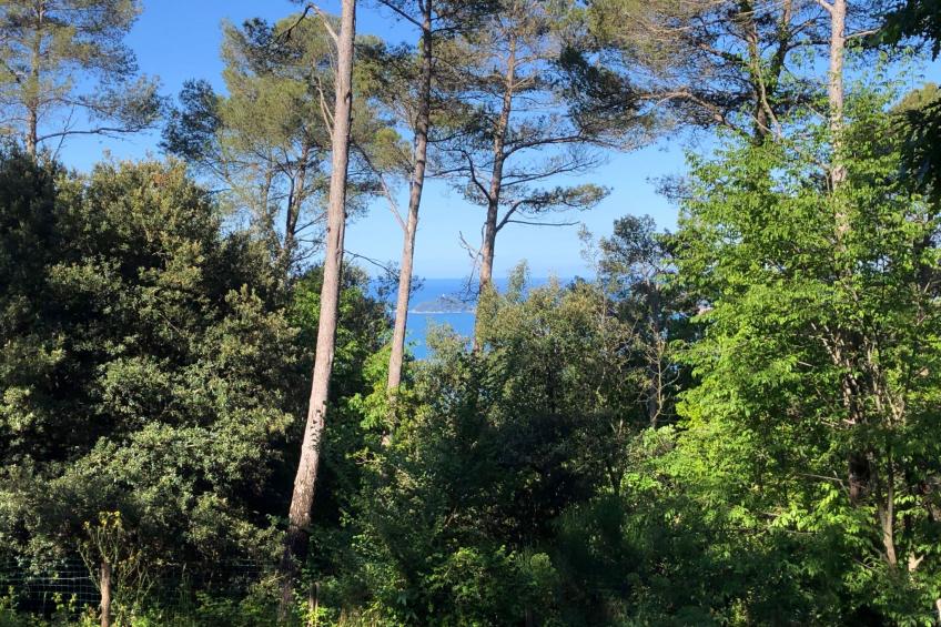 Kirschbäume, eine Oase im Wald zwischen Meer und Natur - foto 10