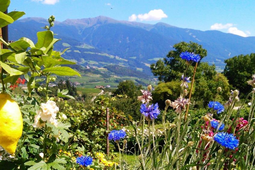 mit Terrasse auf einem Bauernhof - foto 14