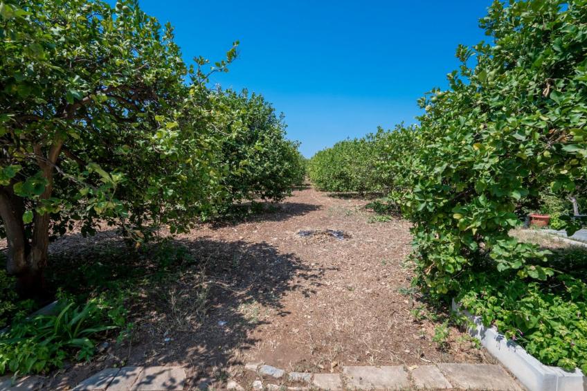 Der Zitronenhain von Nonno Corrado - foto 14