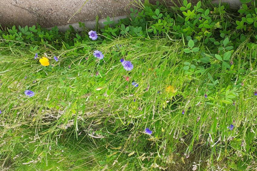 Sonnige Ferienwohnung in ländlicher Umgebung - foto 28