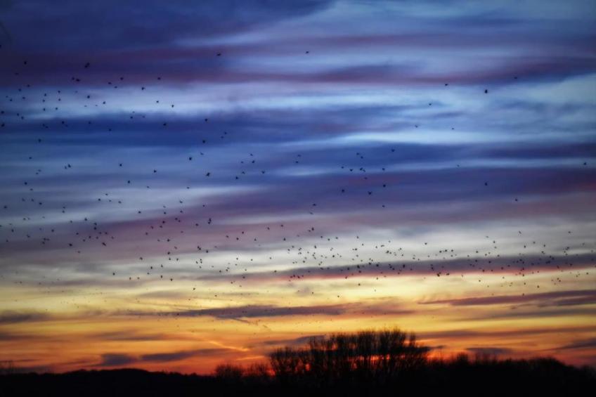 Les Tropiques - foto 35