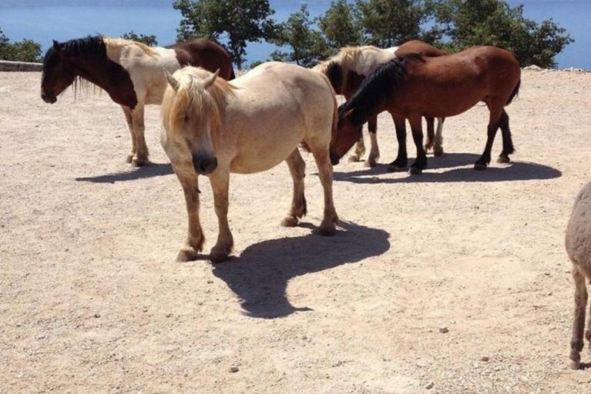Villa Karina - foto 71