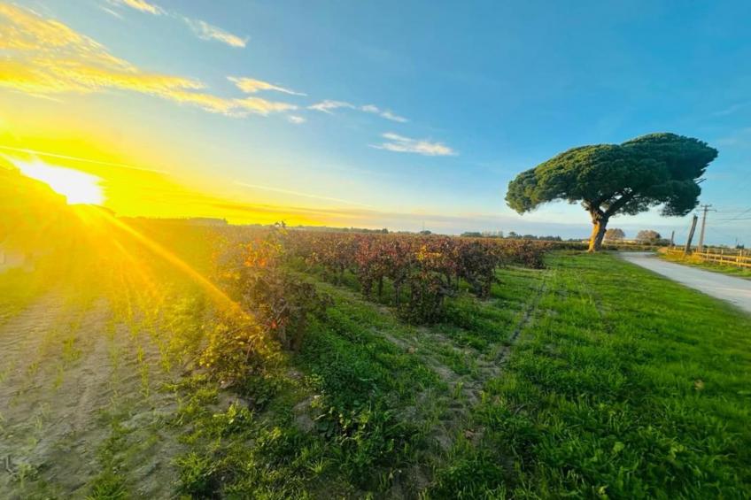 Résidence le Mas des Flamants - foto 17